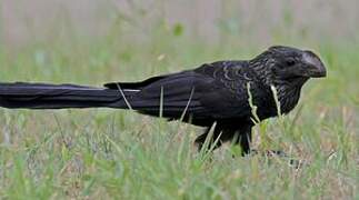 Smooth-billed Ani