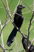 Smooth-billed Ani