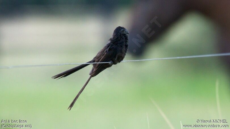 Smooth-billed Ani