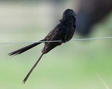 Smooth-billed Ani