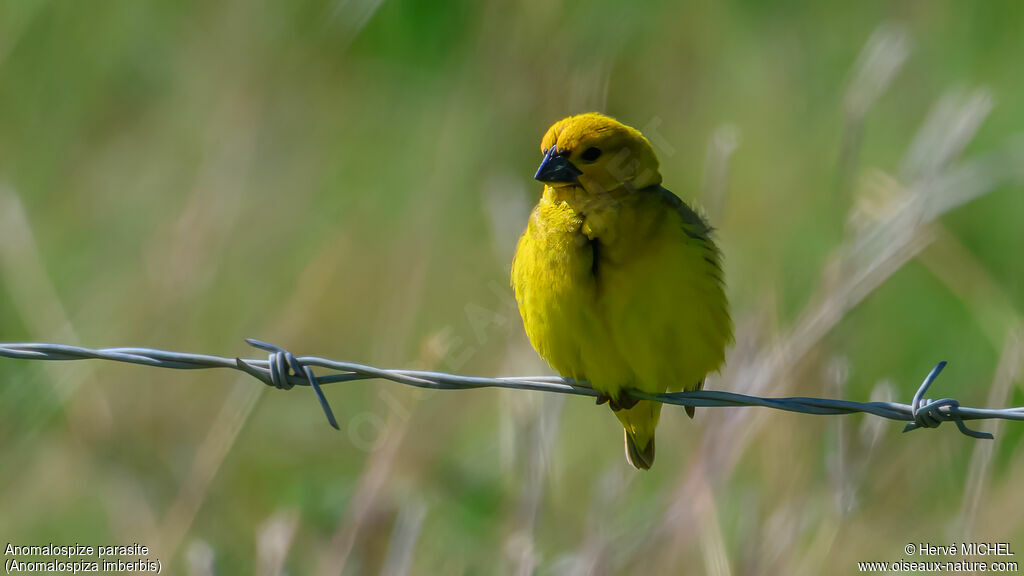 Anomalospize parasite