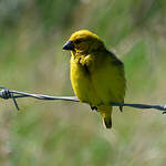 Anomalospize parasite