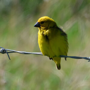 Anomalospize parasite