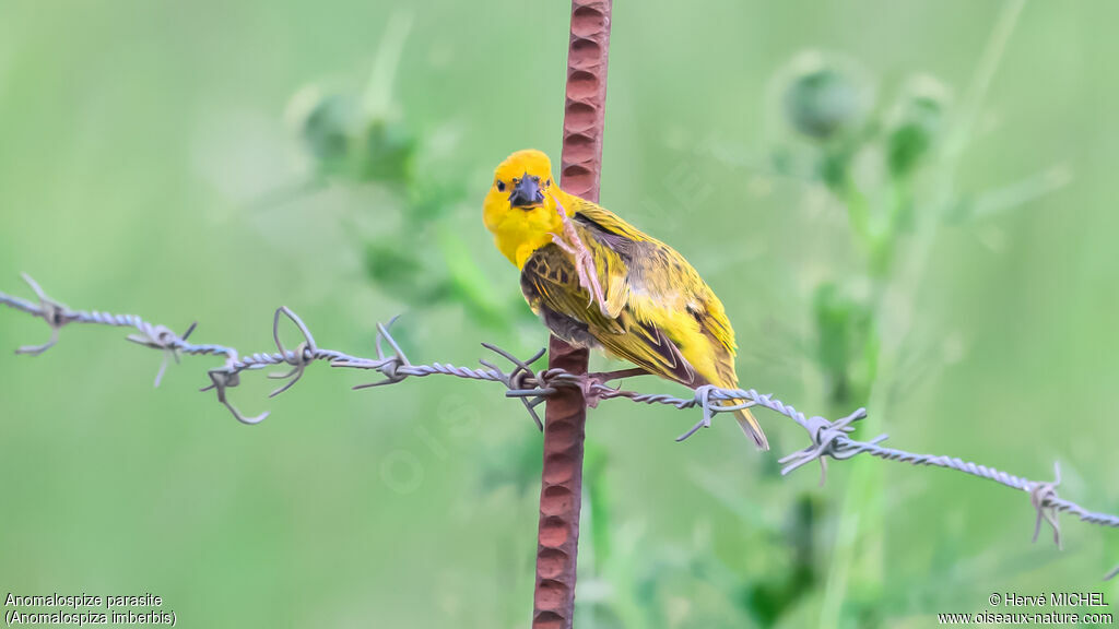 Anomalospize parasite