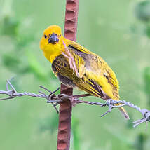 Anomalospize parasite