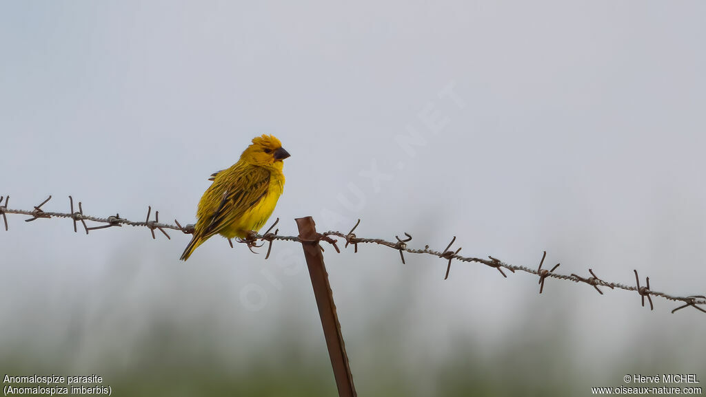 Anomalospize parasite