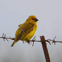 Anomalospize parasite