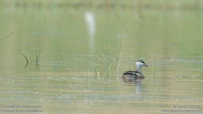 Cotton Pygmy Gooseimmature