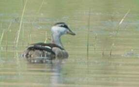 Cotton Pygmy Goose