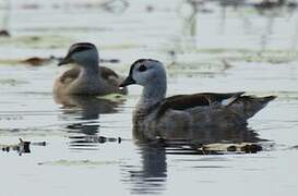 Cotton Pygmy Goose