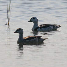 Anserelle de Coromandel
