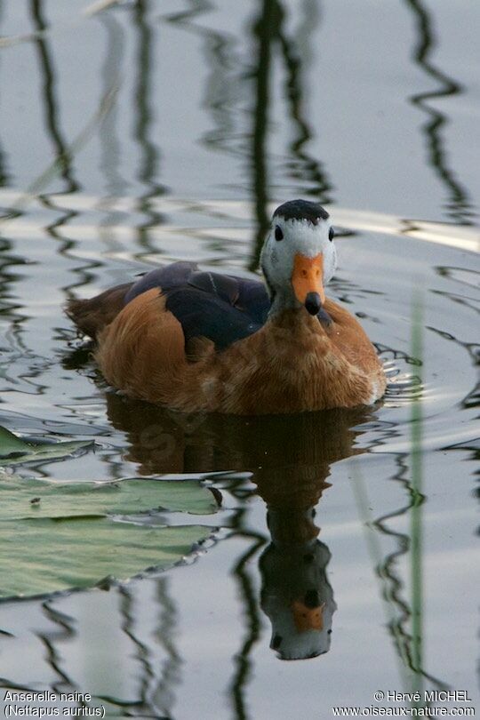 African Pygmy Goose male adult