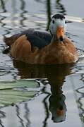 African Pygmy Goose