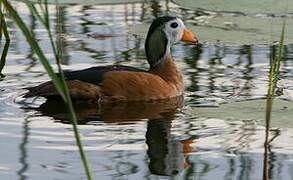 African Pygmy Goose