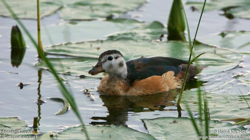 African Pygmy Goose female adult breeding, pigmentation