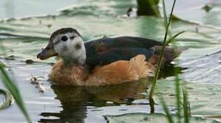 African Pygmy Goose