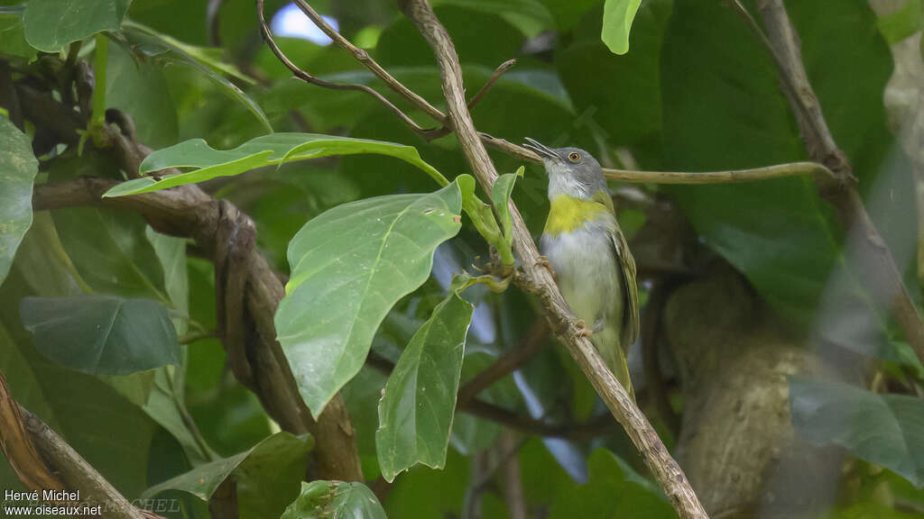 Yellow-breasted Apalis female adult