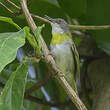 Apalis à gorge jaune