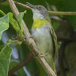 Apalis à gorge jaune