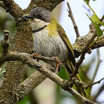 Apalis de Rudd