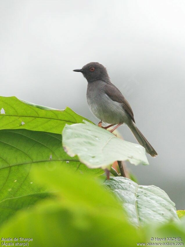 Sharpe's Apalis male adult