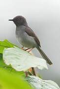 Sharpe's Apalis