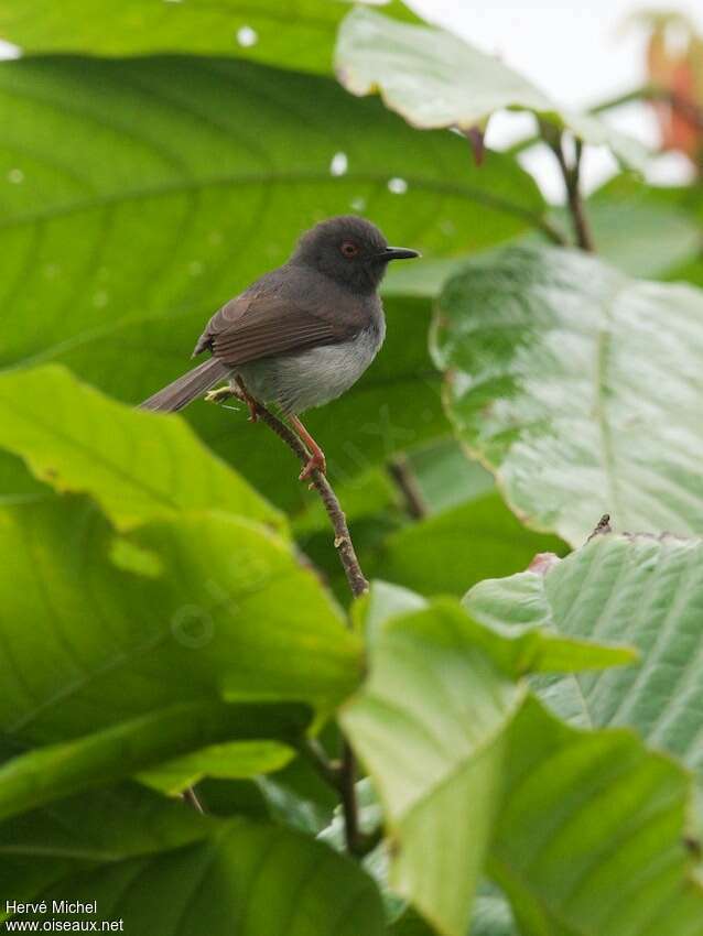 Apalis de Sharpe mâle adulte, identification