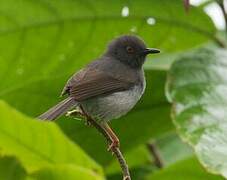 Sharpe's Apalis