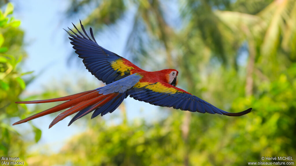 Scarlet Macaw