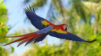 Scarlet Macaw