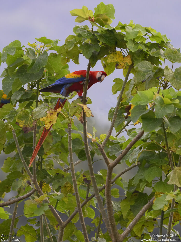 Scarlet Macaw