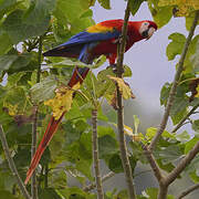 Scarlet Macaw