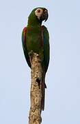 Chestnut-fronted Macaw