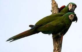 Chestnut-fronted Macaw