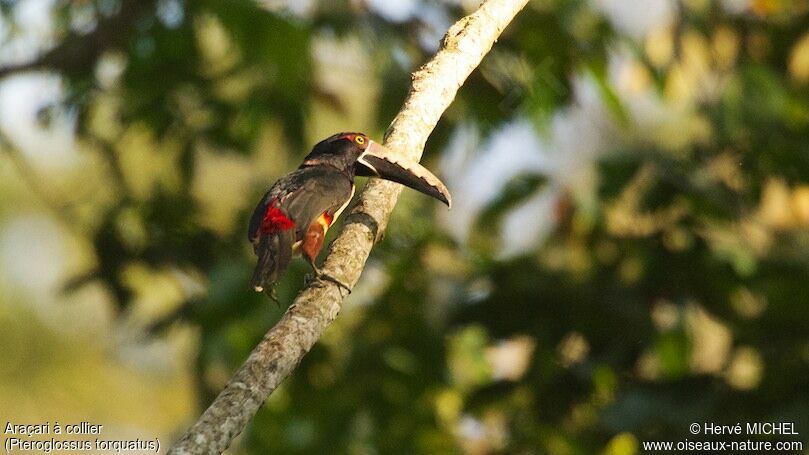 Collared Aracari