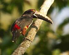 Collared Aracari