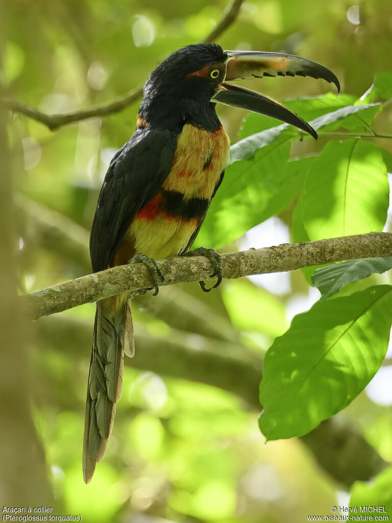 Araçari à collier