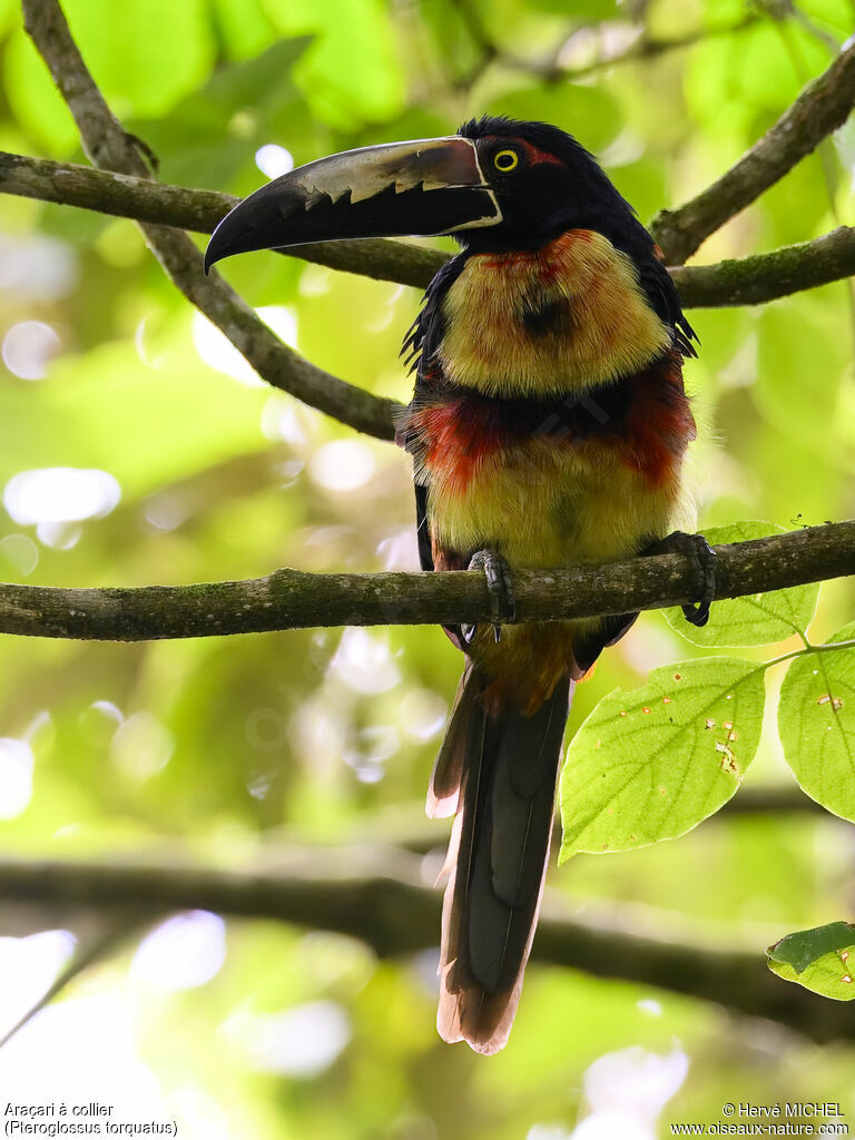 Collared Aracari