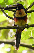 Collared Aracari