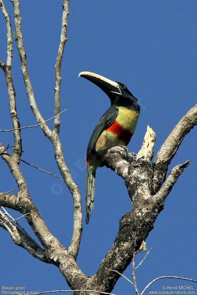 Araçari grigriadulte, identification