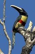 Black-necked Aracari