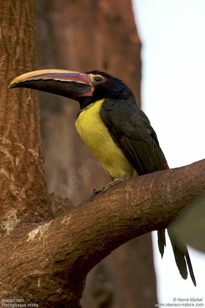 Green Aracari male adult