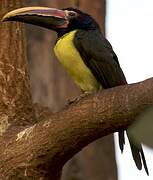 Green Aracari