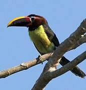 Green Aracari