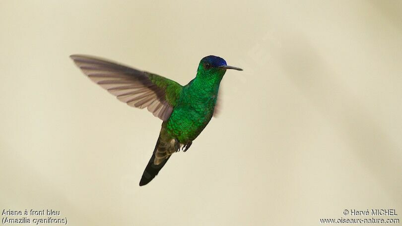 Indigo-capped Hummingbirdadult