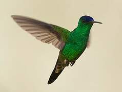 Indigo-capped Hummingbird