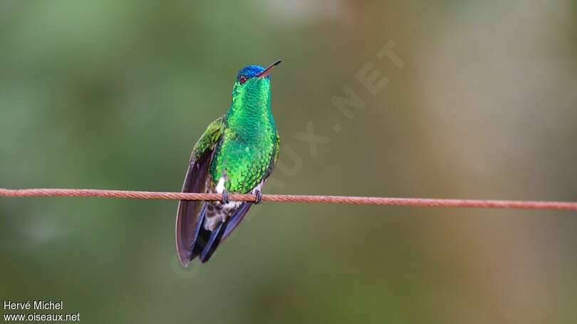 Indigo-capped Hummingbirdadult