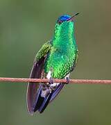 Indigo-capped Hummingbird