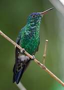 Indigo-capped Hummingbird