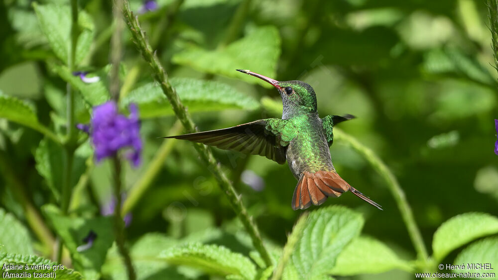 Rufous-tailed Hummingbird